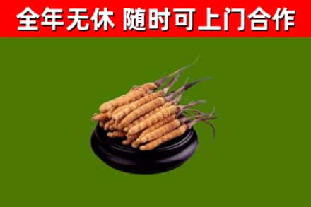 吐鲁番回收冬虫夏草